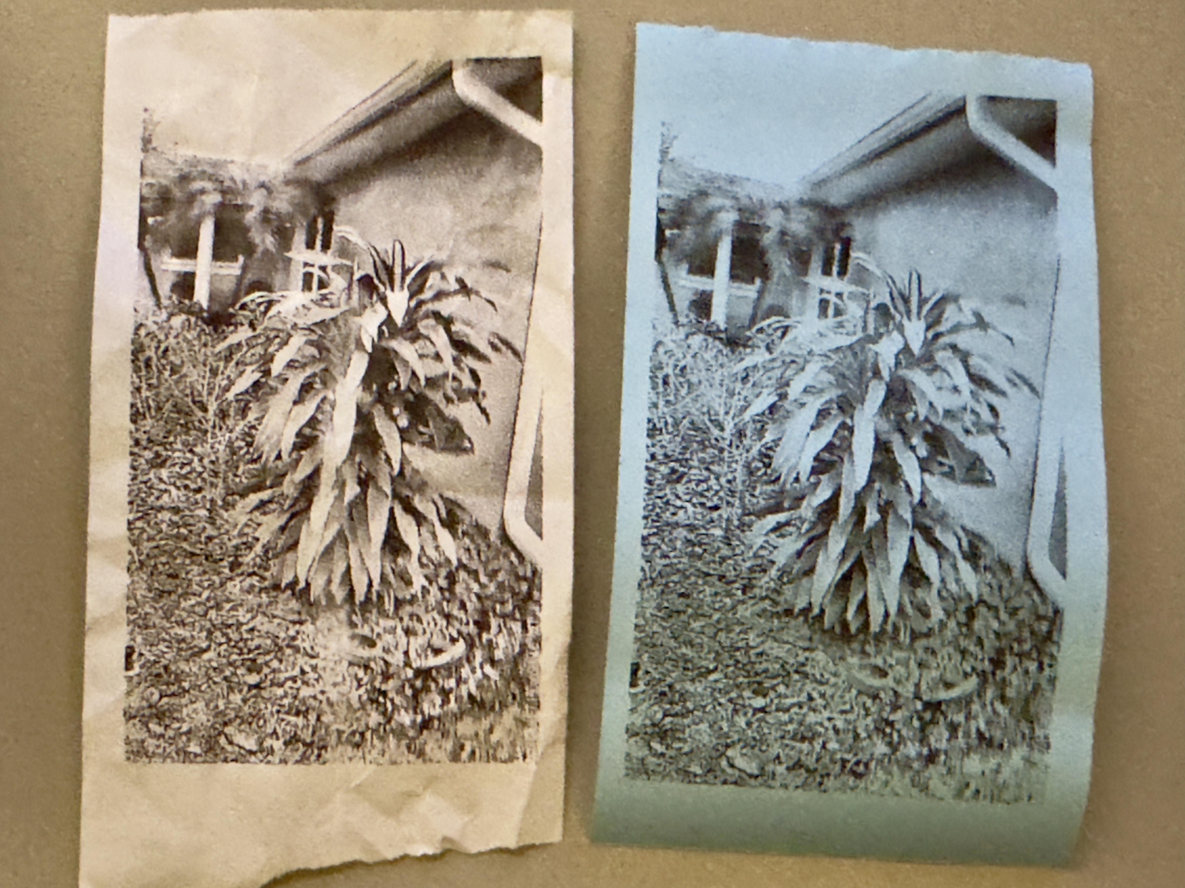 Two photos of a front yard with what looks like a cornstalk or something